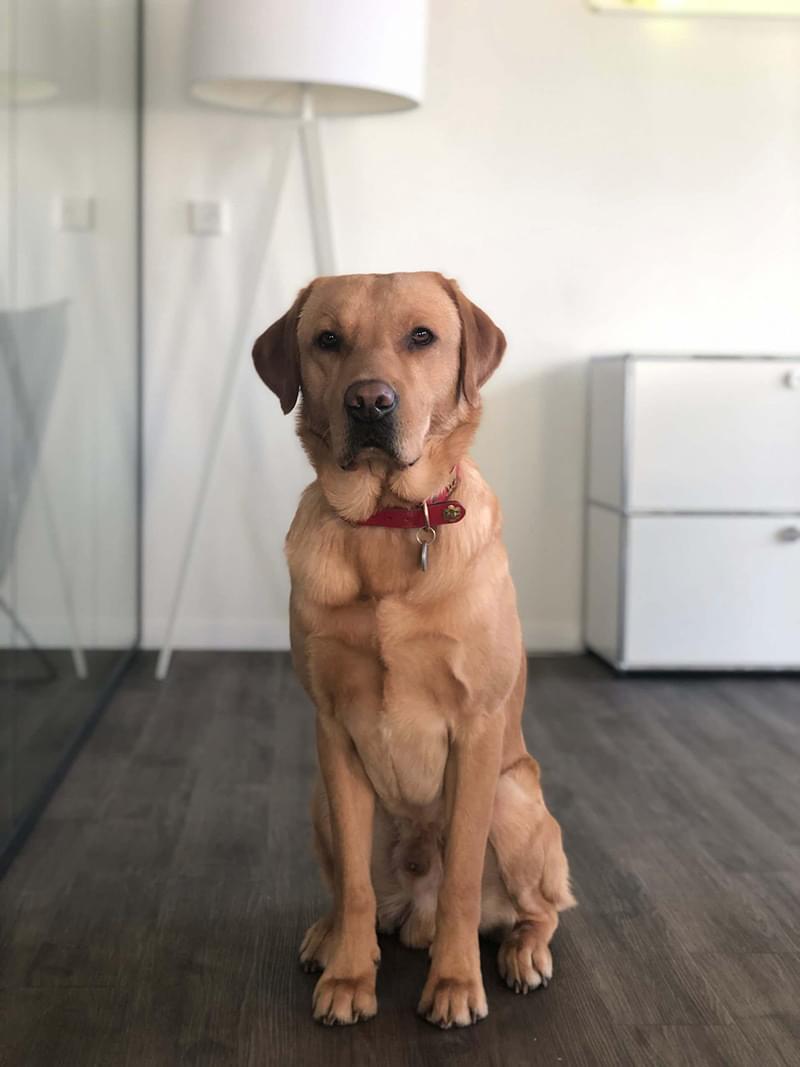 Gibson | #PULSEPOWER